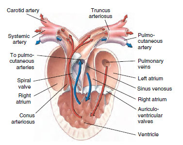 Structure of a frog heart
