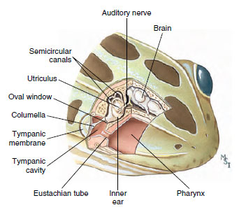Cutaway of frog head showing ear structur