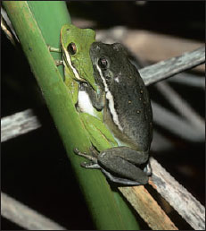 A male green frog