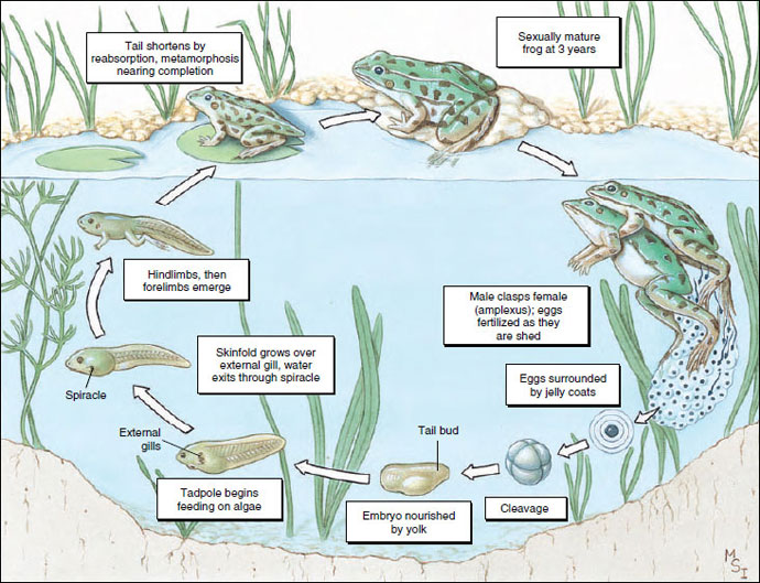 Life cycle of a leopard frog