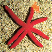 Pacific sea star Echinaster  luzonicus
