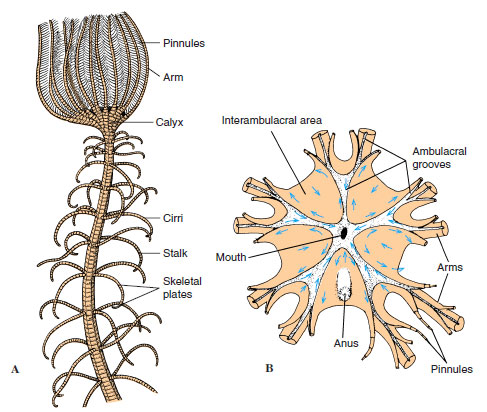 Crinoid structure