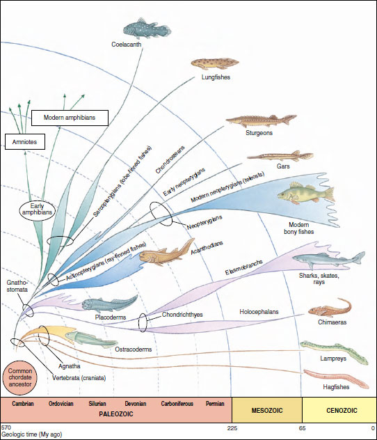 Graphic representation of the family tree of fishes