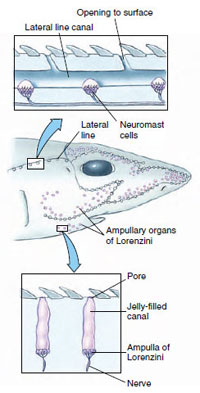 Sensory canals and receptors in a shark