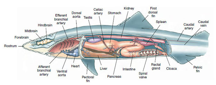 Internal anatomy of dogfish shark