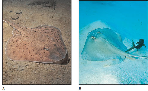 Skates and rays are specialized for life on the sea floor