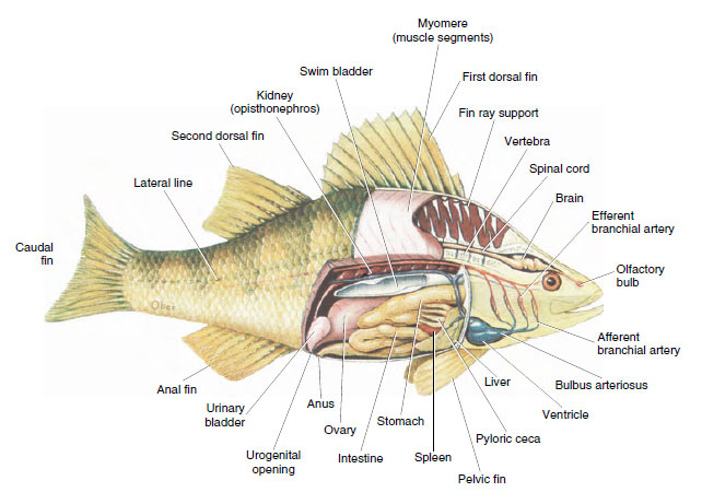 internal anatomy of a perch