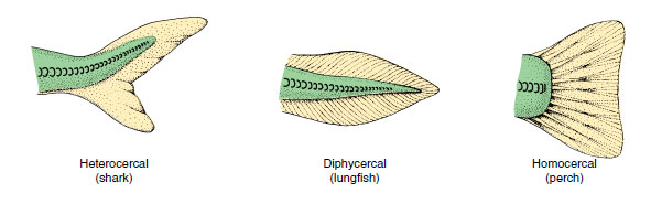 osteichthyes-bony-fishes-fishes-the-diversity-of-animal-life