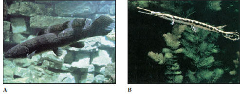 Nonteleost neopterygian fishes