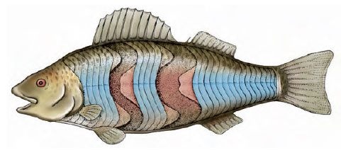 Structural and Functional Adaptations of Fishes | Fishes | The Diversity of  Animal Life