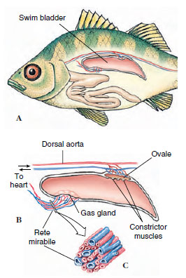 Swim bladder of a teleost fish