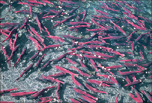 Migrating Pacific sockeye salmon