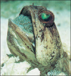 Male banded jawfish