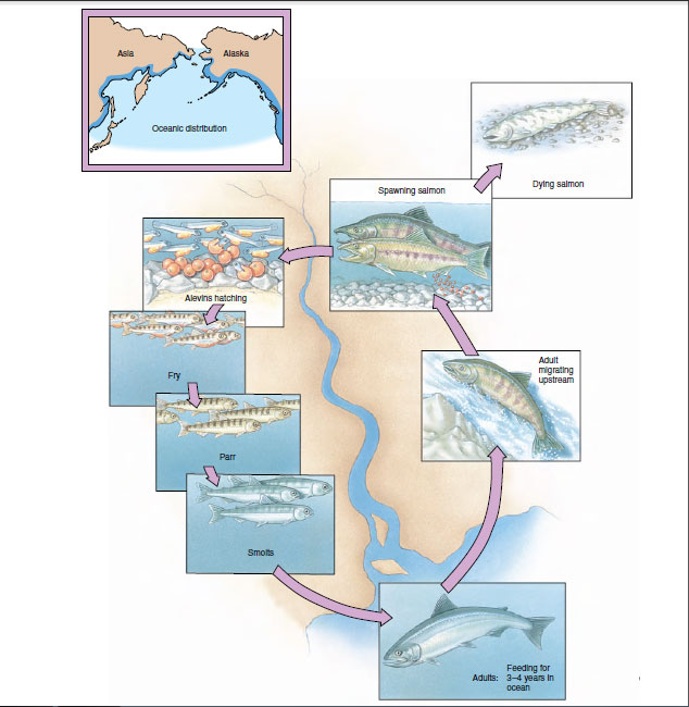 Spawning Pacific salmon and development of the eggs and young