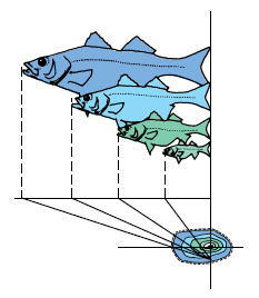 Scale growth of fish