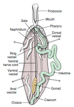 Internal anatomy of an echiuran