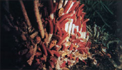 A colony of giant beardworms
