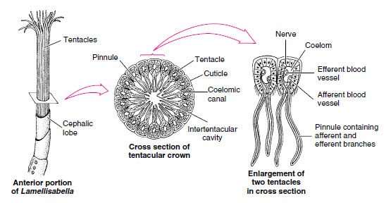 Cross section of tentacular crown of pogonophore Lamellisabella