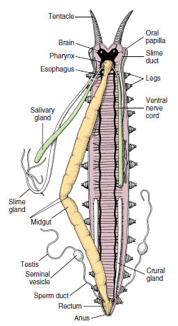 Internal anatomy of an onychophoran