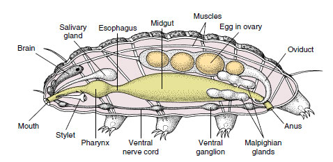 Internal anatomy of a tardigrade
