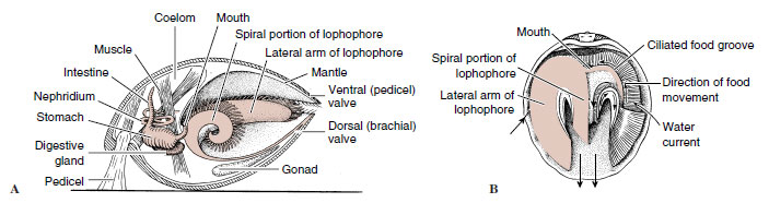 Phylum Brachiopoda