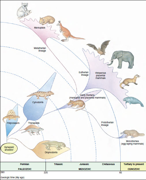 Origin and Evolution of Mammals | Mammals | The Diversity of Animal Life