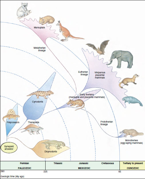 PDF) The origin and early evolution of metatherian mammals: The Cretaceous  record