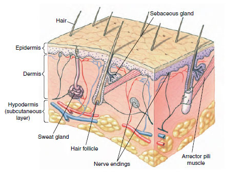 Structure of human skin
