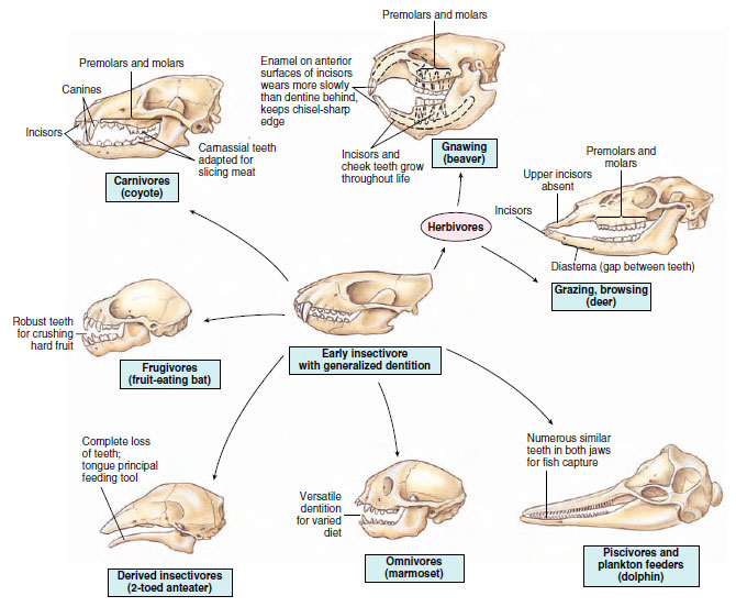 Structural and Functional Adaptations of Mammals | Mammals | The