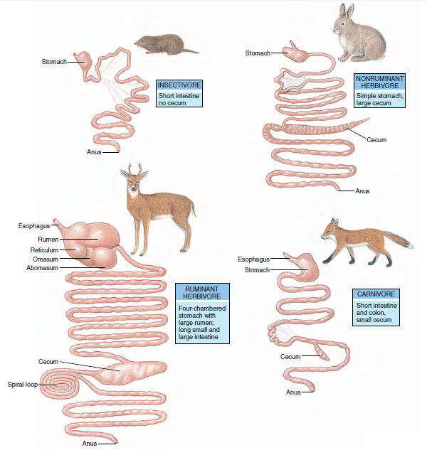 Digestive systems of mammals