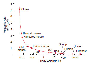 animal graph