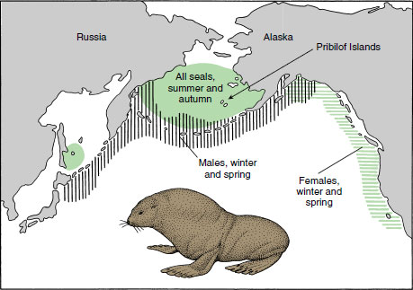 Annual migrations of the northern fur seals