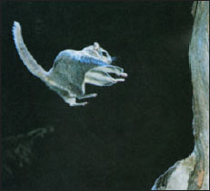 Eastern flying squirrel