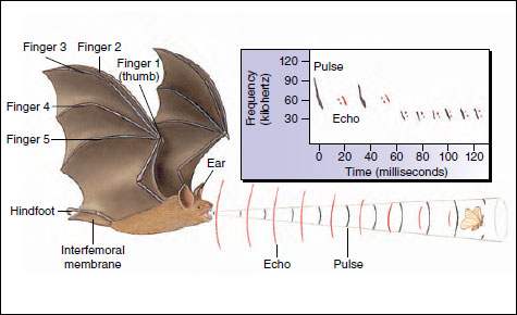 Echolocation of an insect by the little brown bat