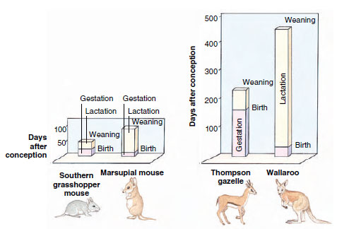 Comparison of gestation and lactation periods between matched pairs of ecologically similar species