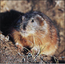 Collared lemming