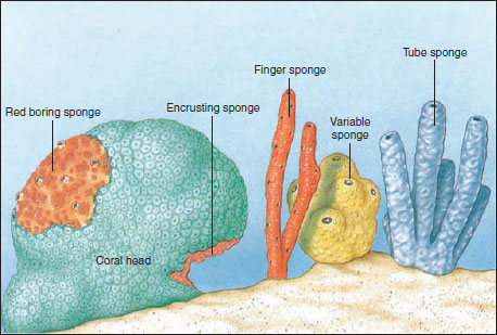 Some growth habits and forms of sponges
