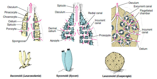 Sponges-Porifera body structur how do cnidarians move