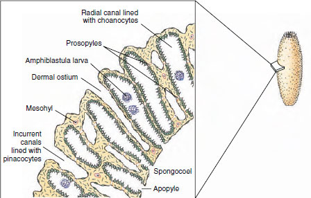 Cross section through wall of sponge Sycon, showing canal system