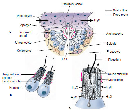 Cells that move throughout the sponge