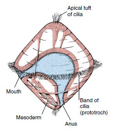 Generalized trochophore larva. 