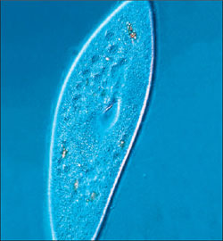 A paramecium