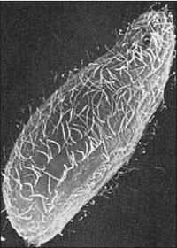 ree-living ciliate 
