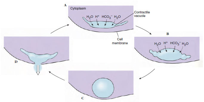 Proposed mechanism for operation of contractile vacuoles