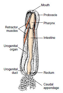 Major internal structures of Priapulus.