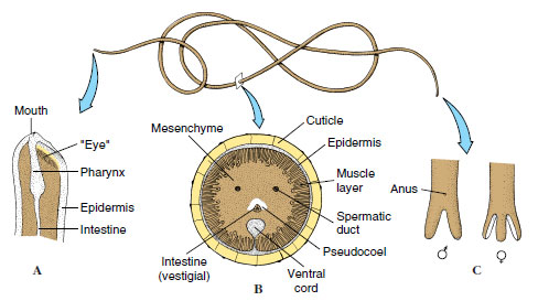 Phylum Nematomorpha