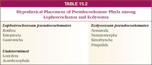 Hypothetical Placement of Pseudocoelomate Phyla among
