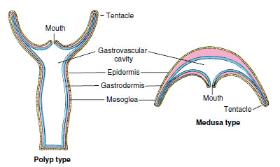 Comparison between polyp and medusa types of individuals