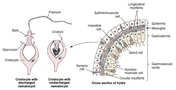 structure of a stinging cell