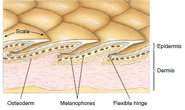 Section of the skin of a reptile